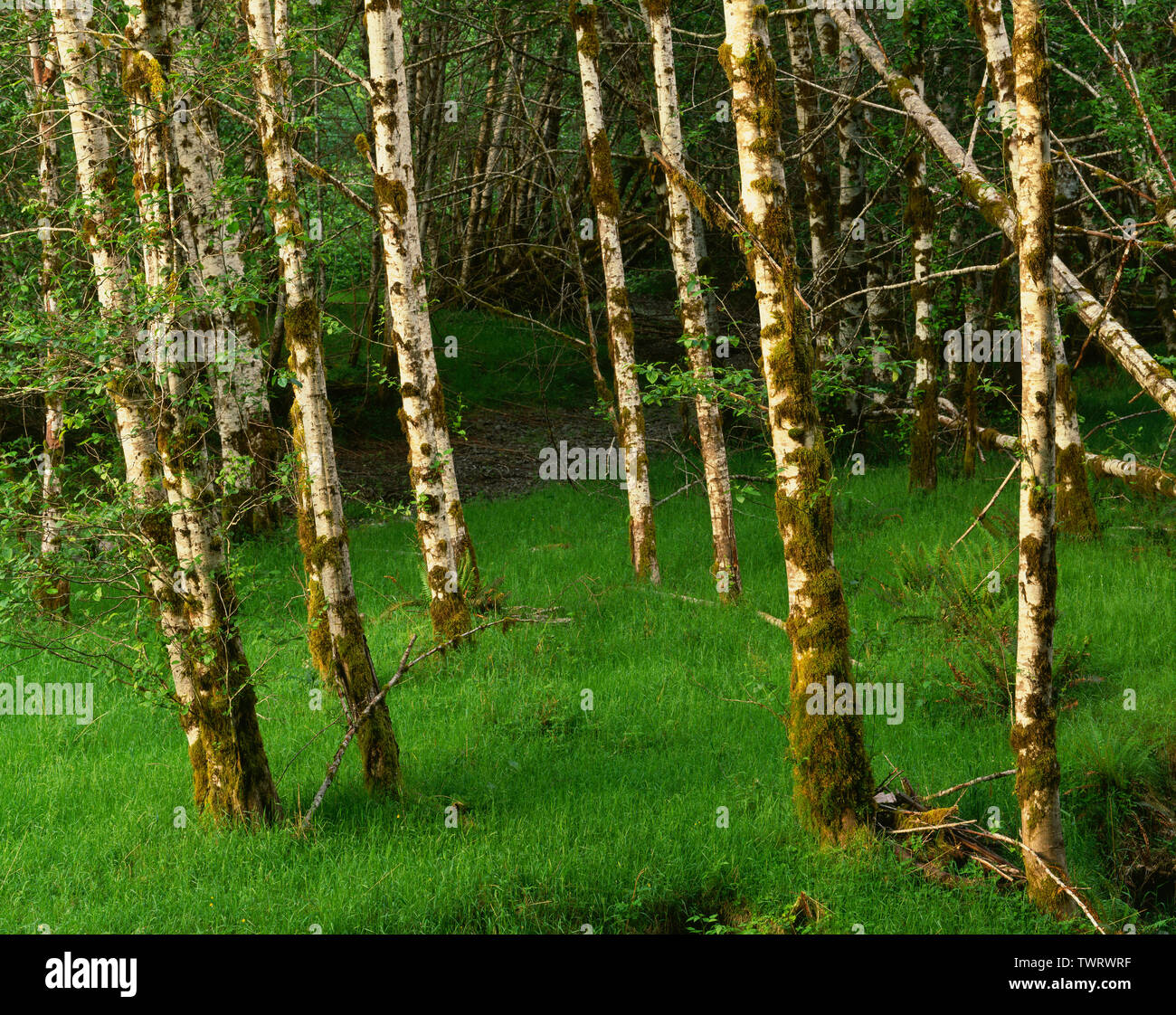 USA, Washington, Olympic National Park, Spring growth of red alder grove and grasses in the Quinault Valley. Stock Photo