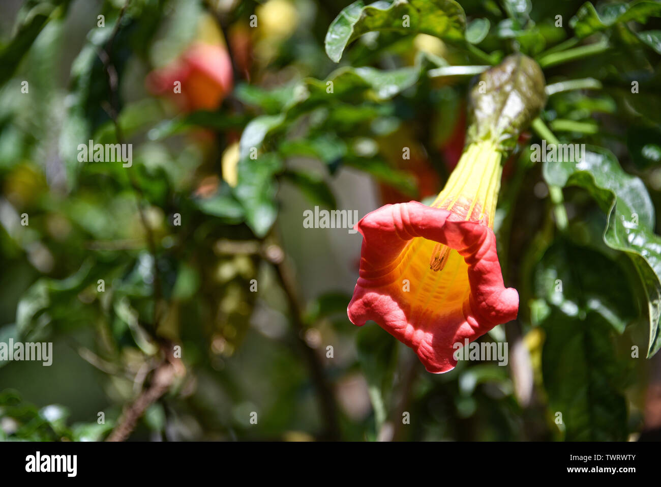 Cantuta, the Peruvian national flower, on the Inca Trail to Machu Picchu Stock Photo