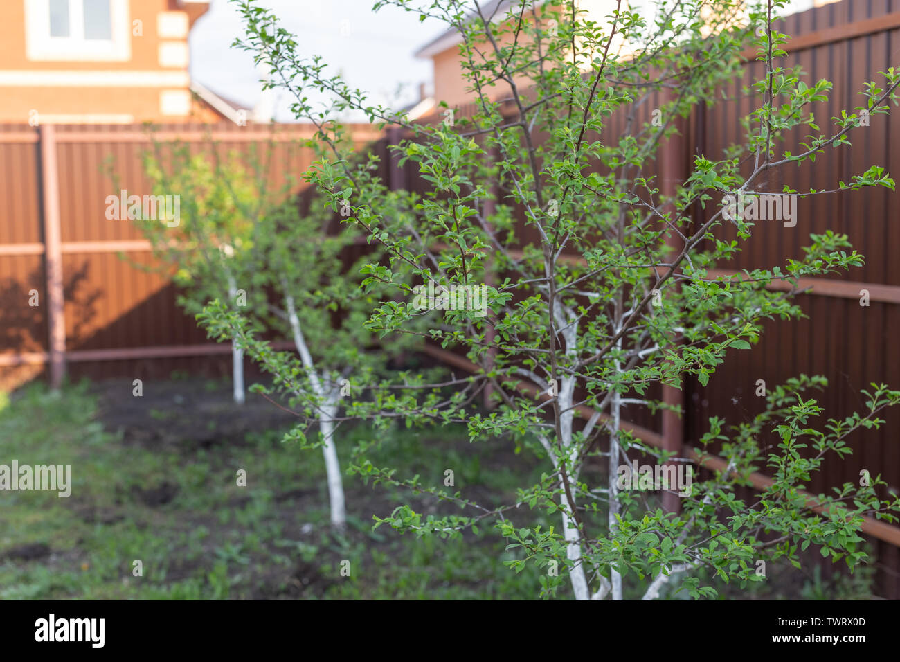 Village, summer and yard concept - Small garden trees. Stock Photo
