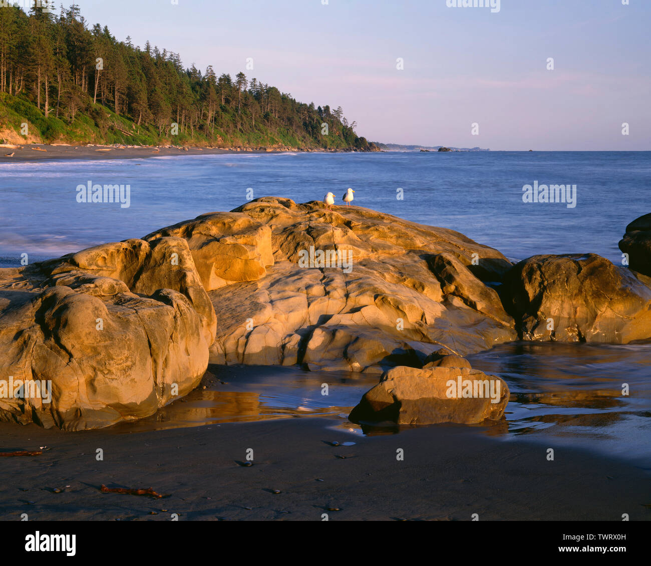 USA, Washington, Olympic National Park, Evening light warms nearby rocks and forested shoreline to the south; Beach 4. Stock Photo