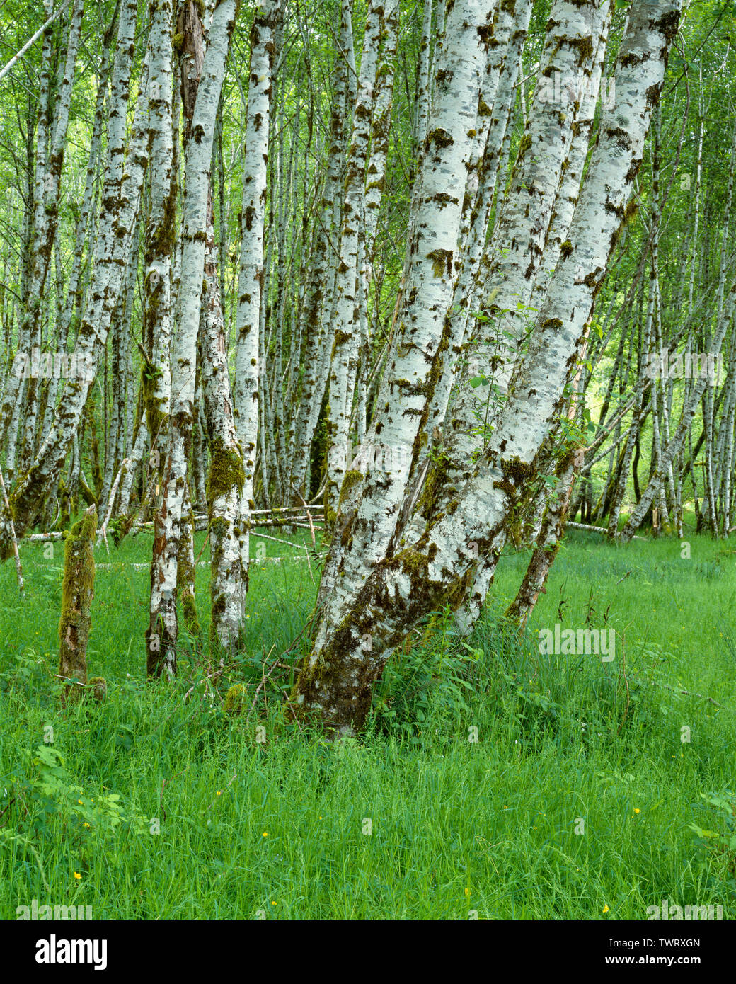 USA, Washington, Olympic National Park, Spring growth of red alder grove and grasses in the Hoh Valley. Stock Photo