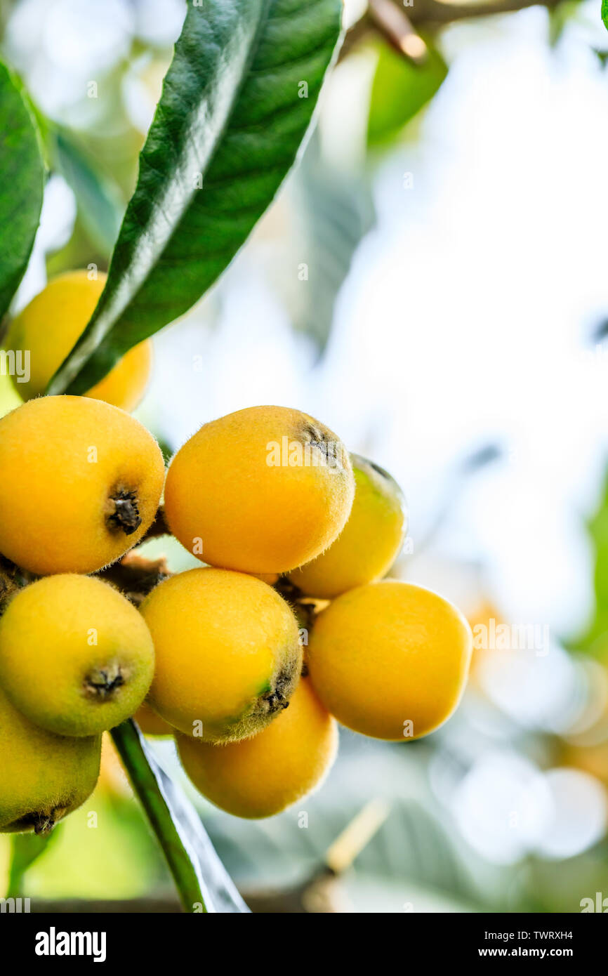 Ripe fruit loquat on tree in the orchard Stock Photo