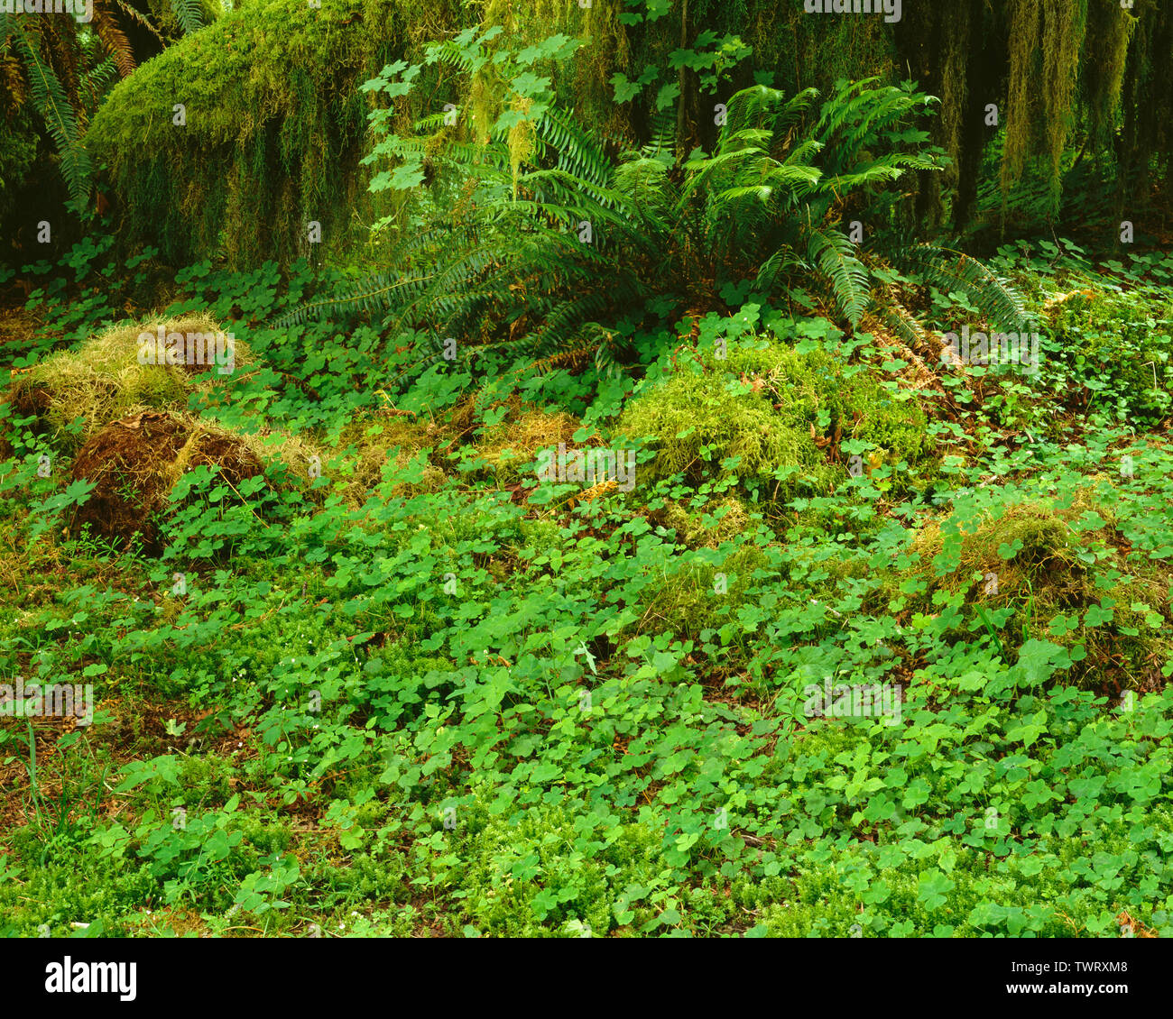 USA, Washington, Olympic National Park, Wood sorrel and swordfern thrive next to trunks of moss covered maples in Hoh Rain Forest. Stock Photo