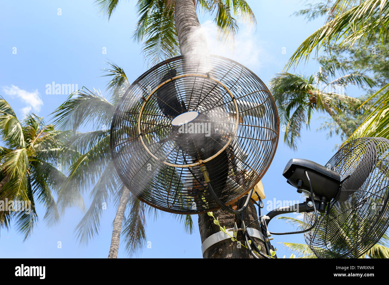 Misting fan spraying steam on coconut tree in restaurant Stock Photo