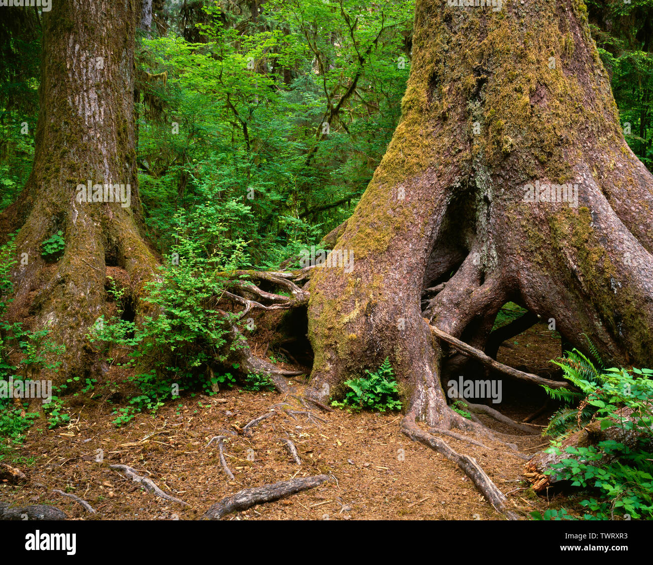 USA, Washington, Olympic National Park, Western hemlock and Sitka spruce demonstrate buttressed growth form from beginning life on a nurse log. Stock Photo