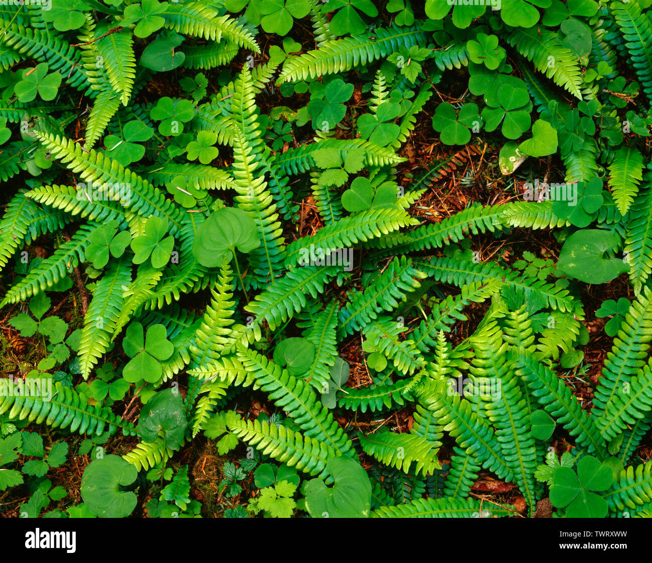 USA, Washington, Olympic National Park, Deer fern, wood sorrel and wild ginger crowd the forest floor; Hoh Rain Forest. Stock Photo
