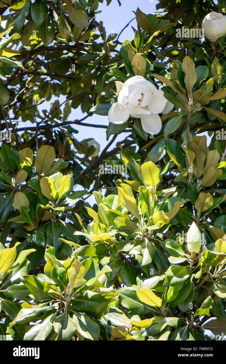 Evergreen magnolia grandiflora hi-res stock photography and images - Alamy