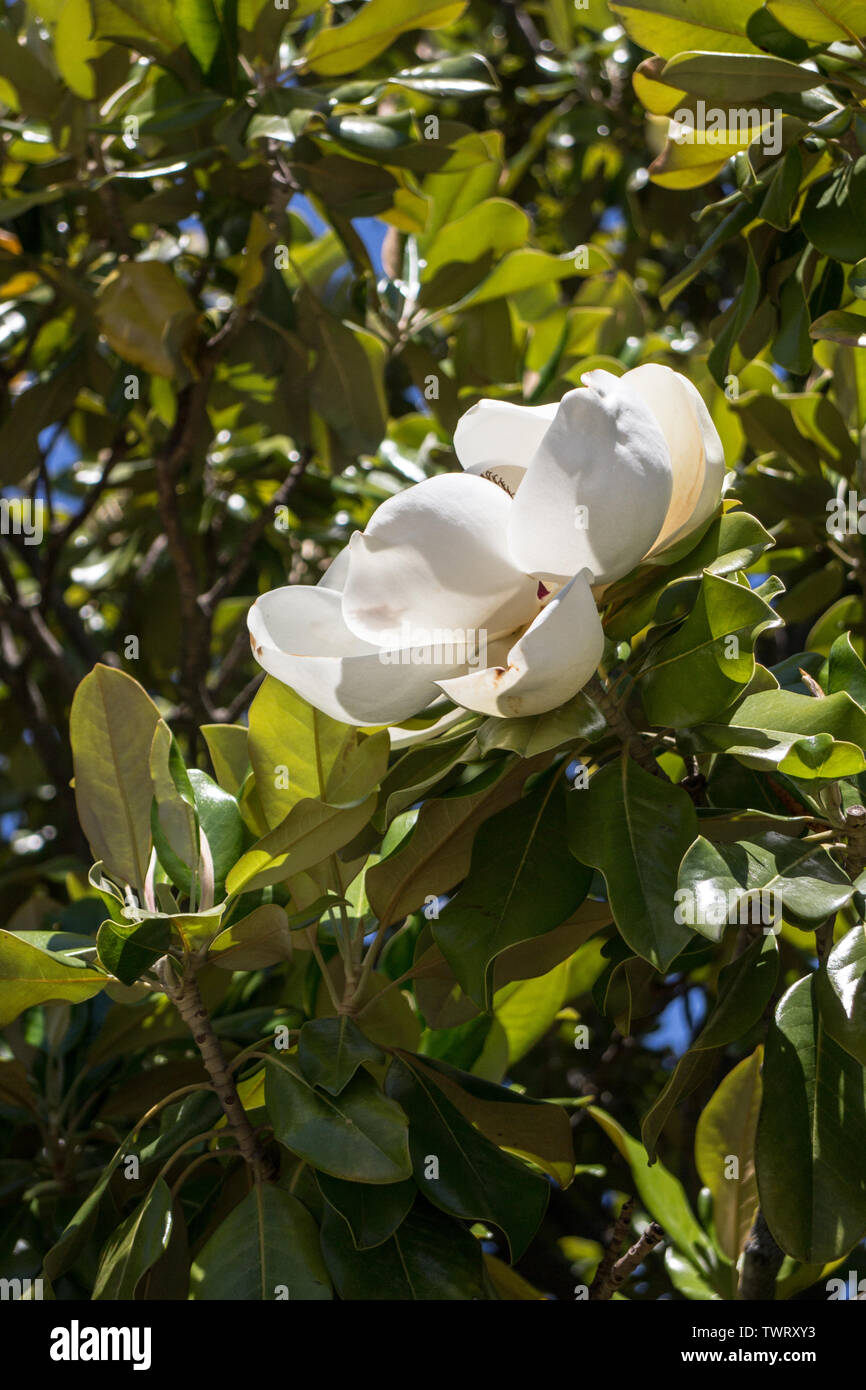 Evergreen magnolia leaves hi-res stock photography and images - Alamy