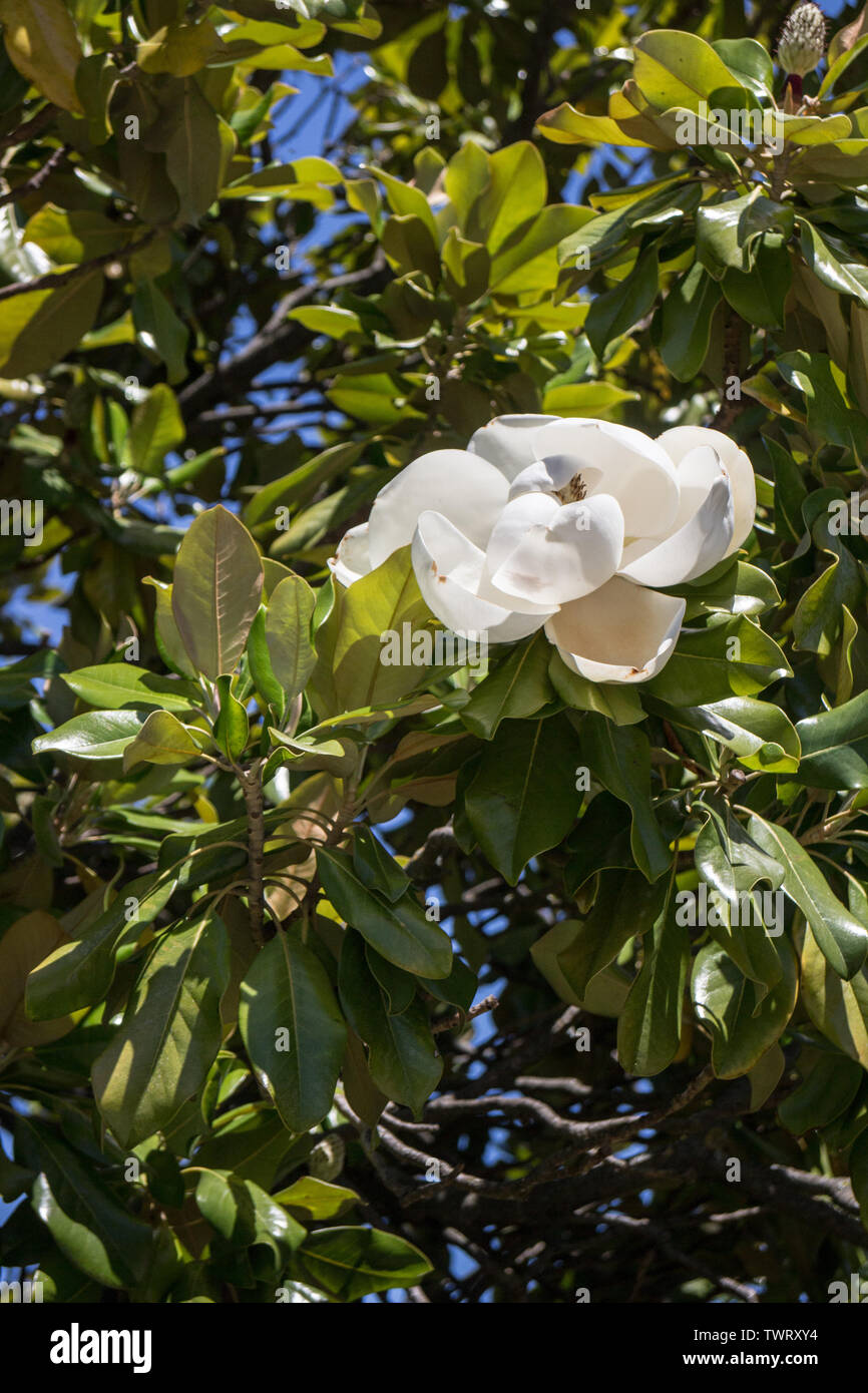 Magnolia grandiflora Stock Photo