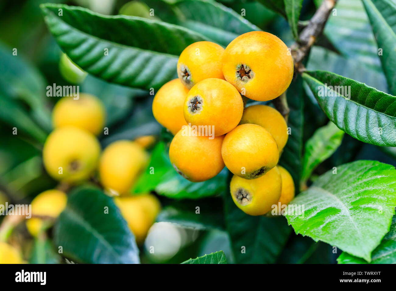 Ripe fruit loquat on tree in the garden Stock Photo