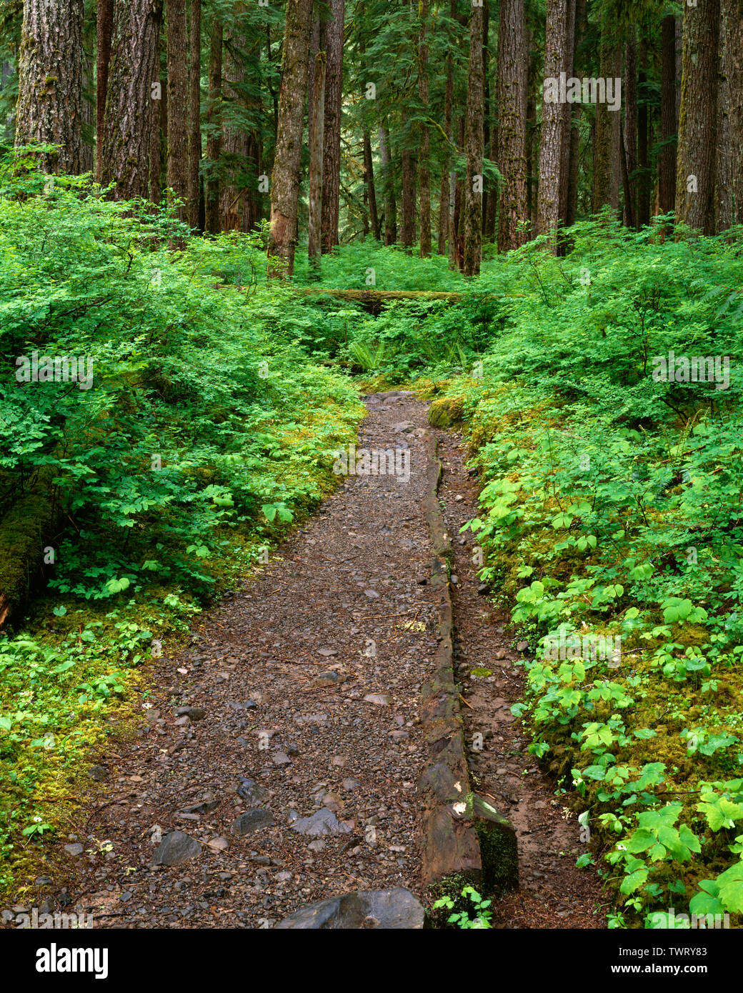USA, Washington, Olympic National Park, Trail through old growth forest of western hemlock (Tsuga heterophylla) with lush, dense understory. Stock Photo