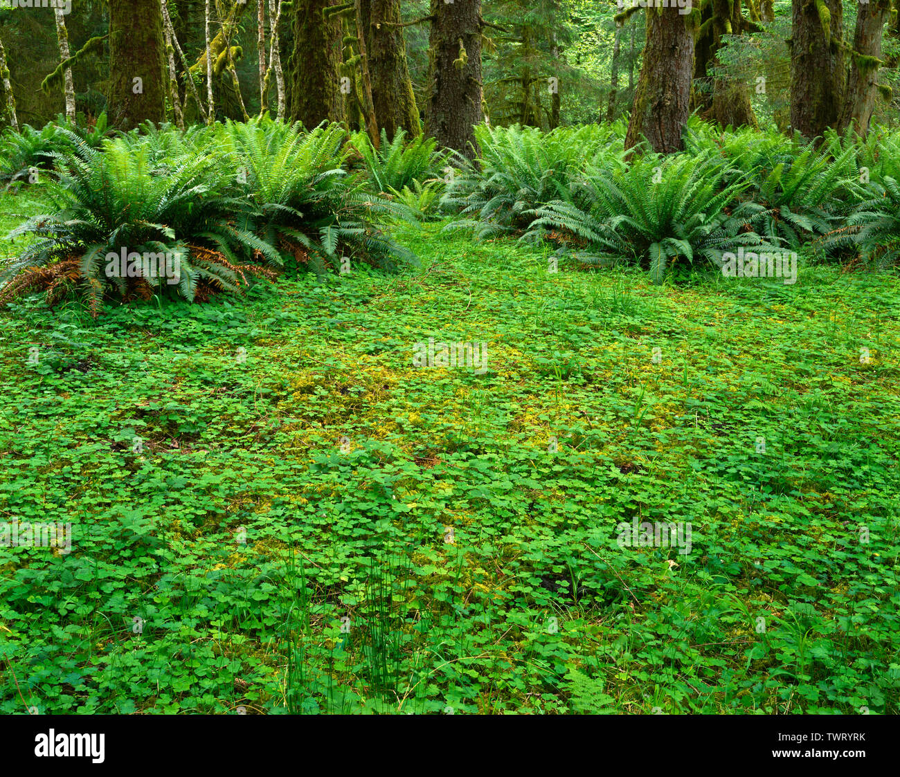 Sword ferns hi-res stock photography and images - Alamy