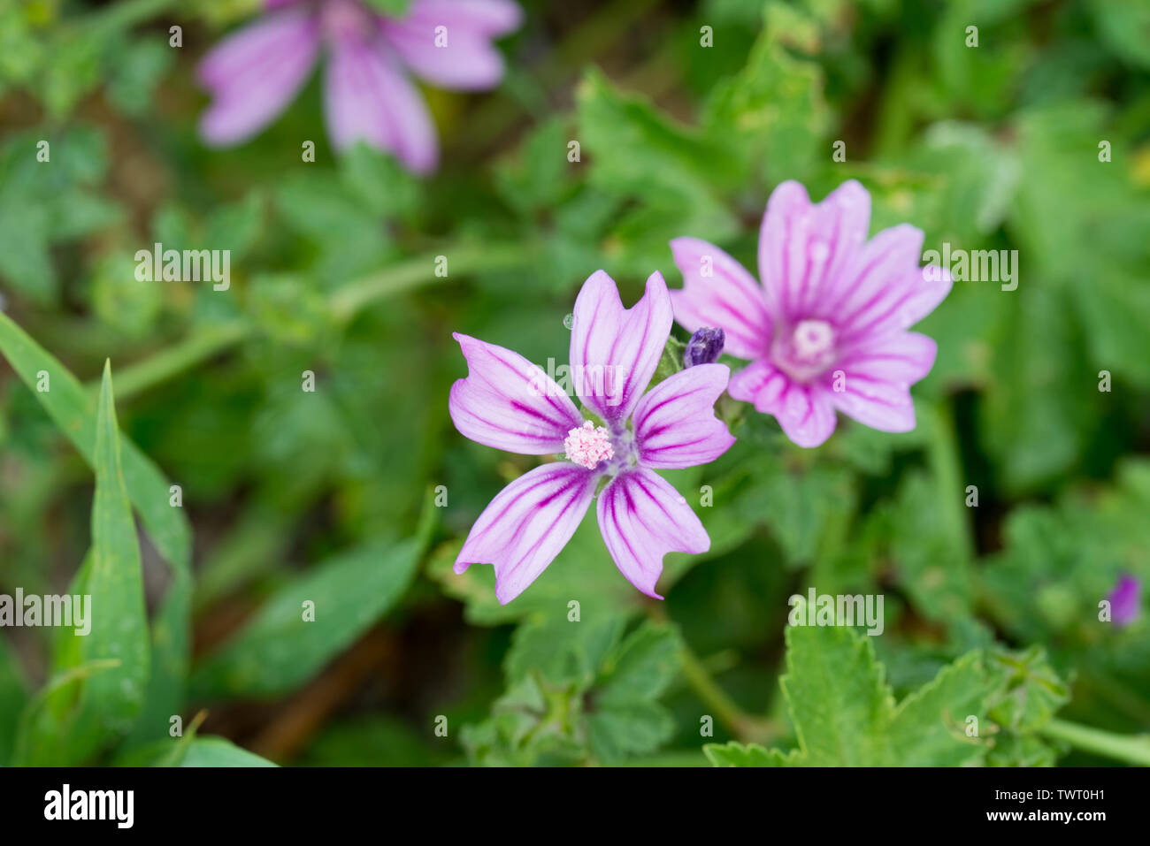 Malva sylvestris, common mallow flowers closeup Stock Photo