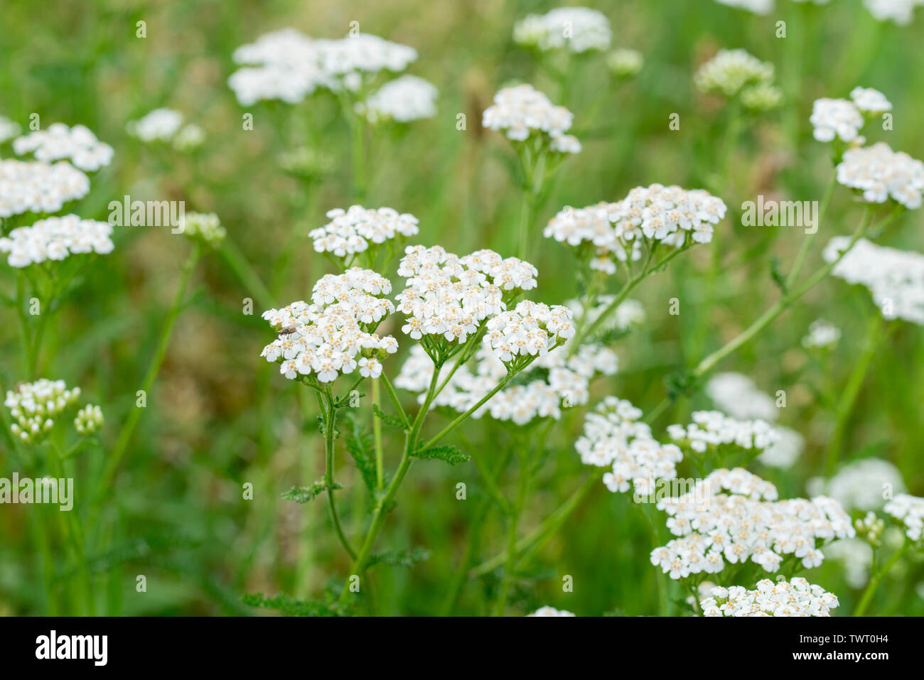 yarrow,  achillea millefolium white flowers closeup Stock Photo