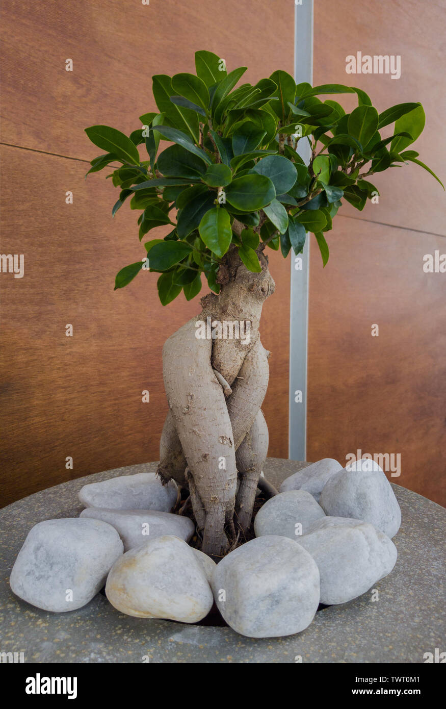 Decorative ficus decorated with stones. Tree bonsai with twisted trunk. Stock Photo