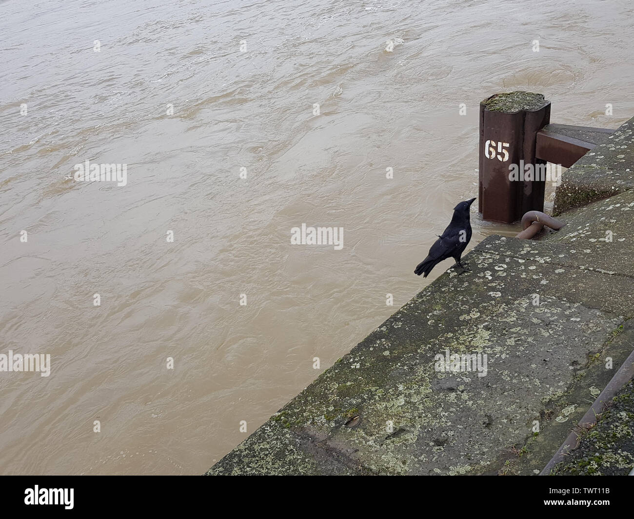 Black Raven on the banks of the muddy river Stock Photo - Alamy
