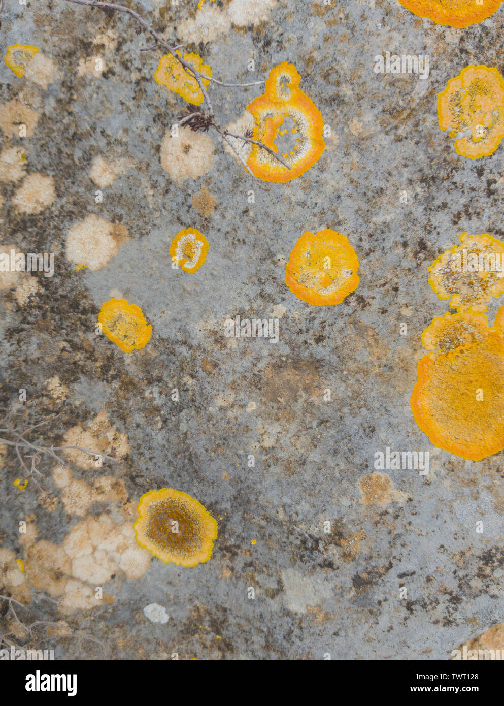 The texture of the spots of yellow lichen on the stone Stock Photo - Alamy