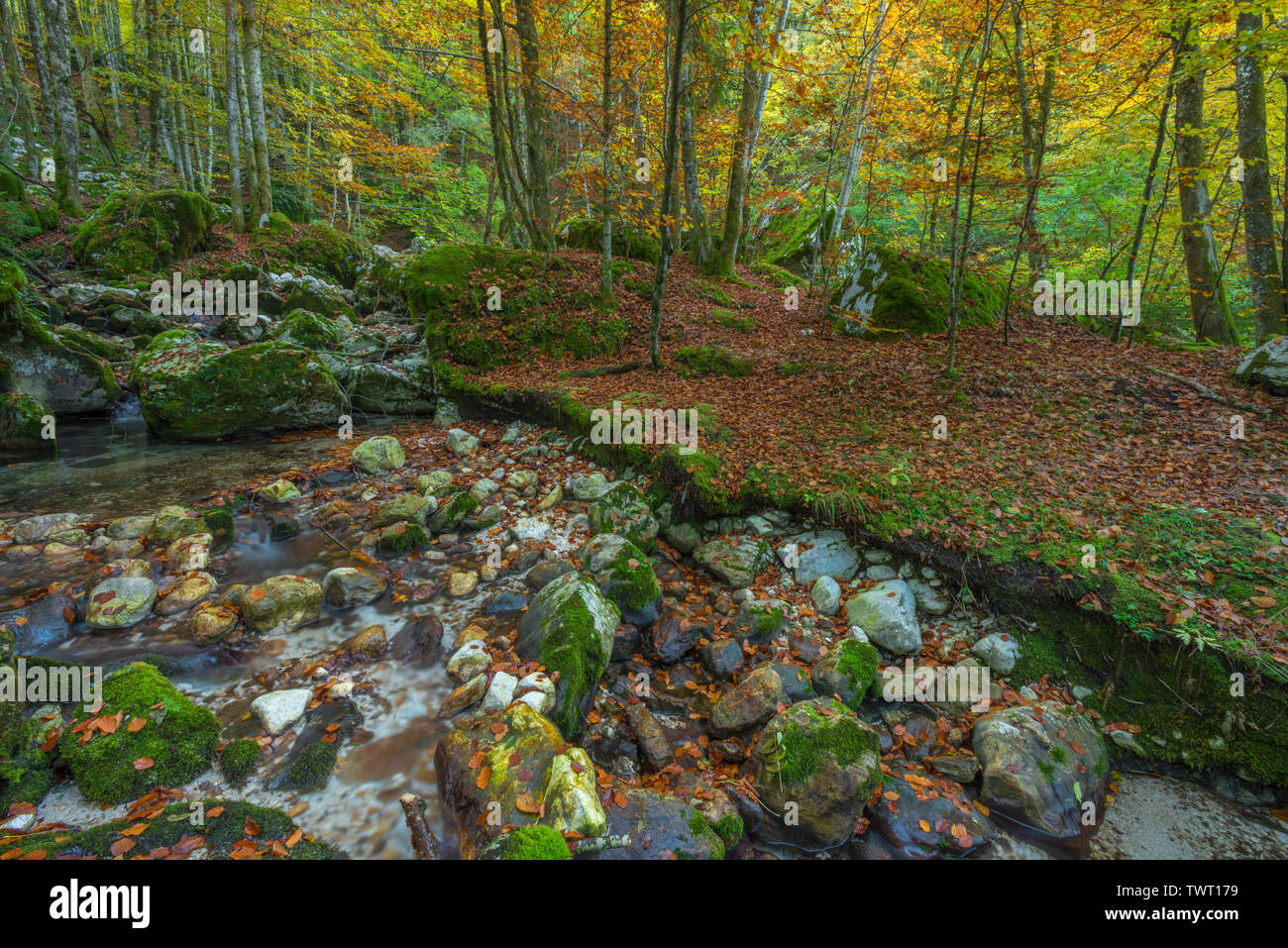 Golden Leaves On Floor High Resolution Stock Photography and Images - Alamy