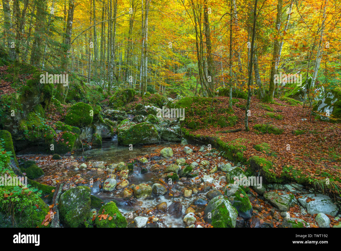 Autumn foliage in Slovenia. Fall colours in Europe. Colorful vegetation in autumn, golden leaves on the trees and dead leaves on the forest floor. Stock Photo