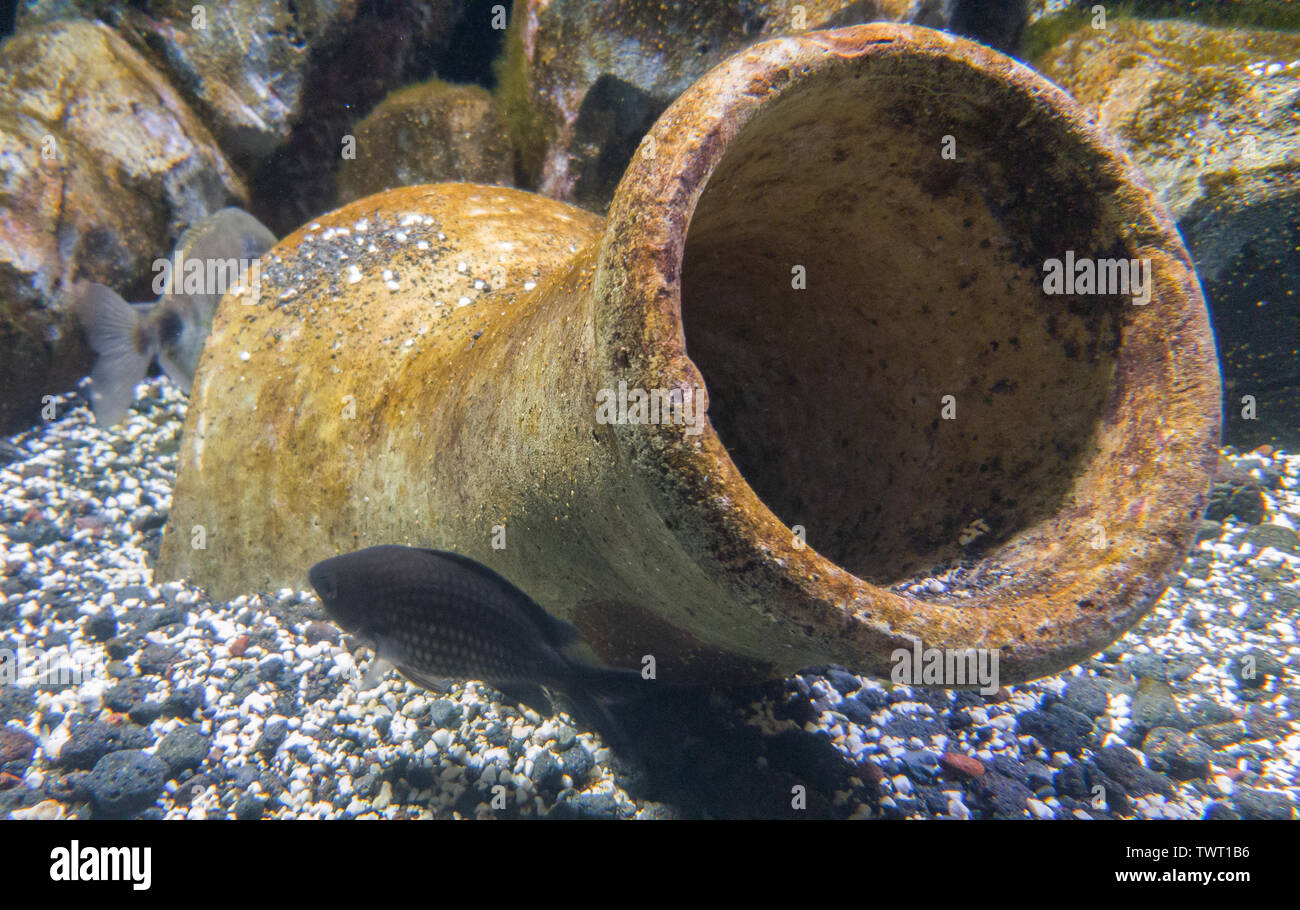 Clay pot at the bottom of the aquarium Stock Photo Alamy