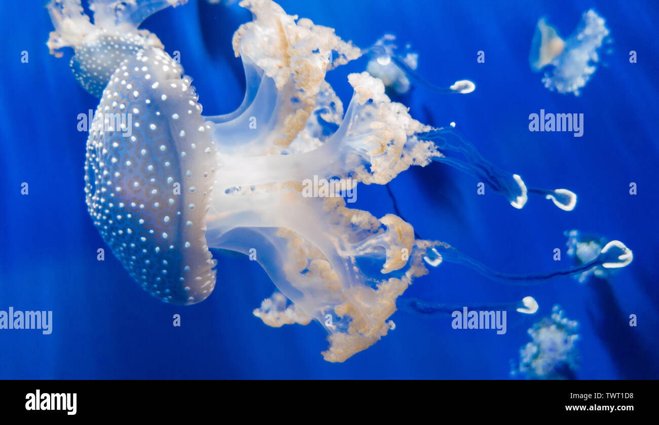 White spotted jellyfishs floats under water. Stock Photo