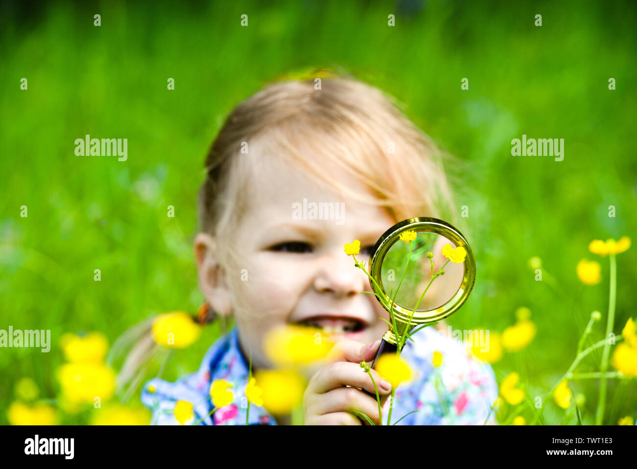 The child explores the grass in the meadow through a magnifying glass. Little girl exploring the flower through the magnifying glass outdoors. Stock Photo