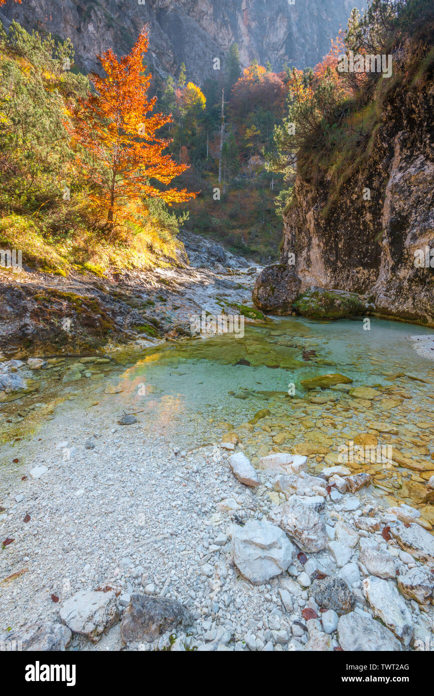 Lone tree with orange leaves illuminated by natural light filtering in the canyon. Soca river in Slovenia, shallow emerald waters and autumn foliage. Stock Photo