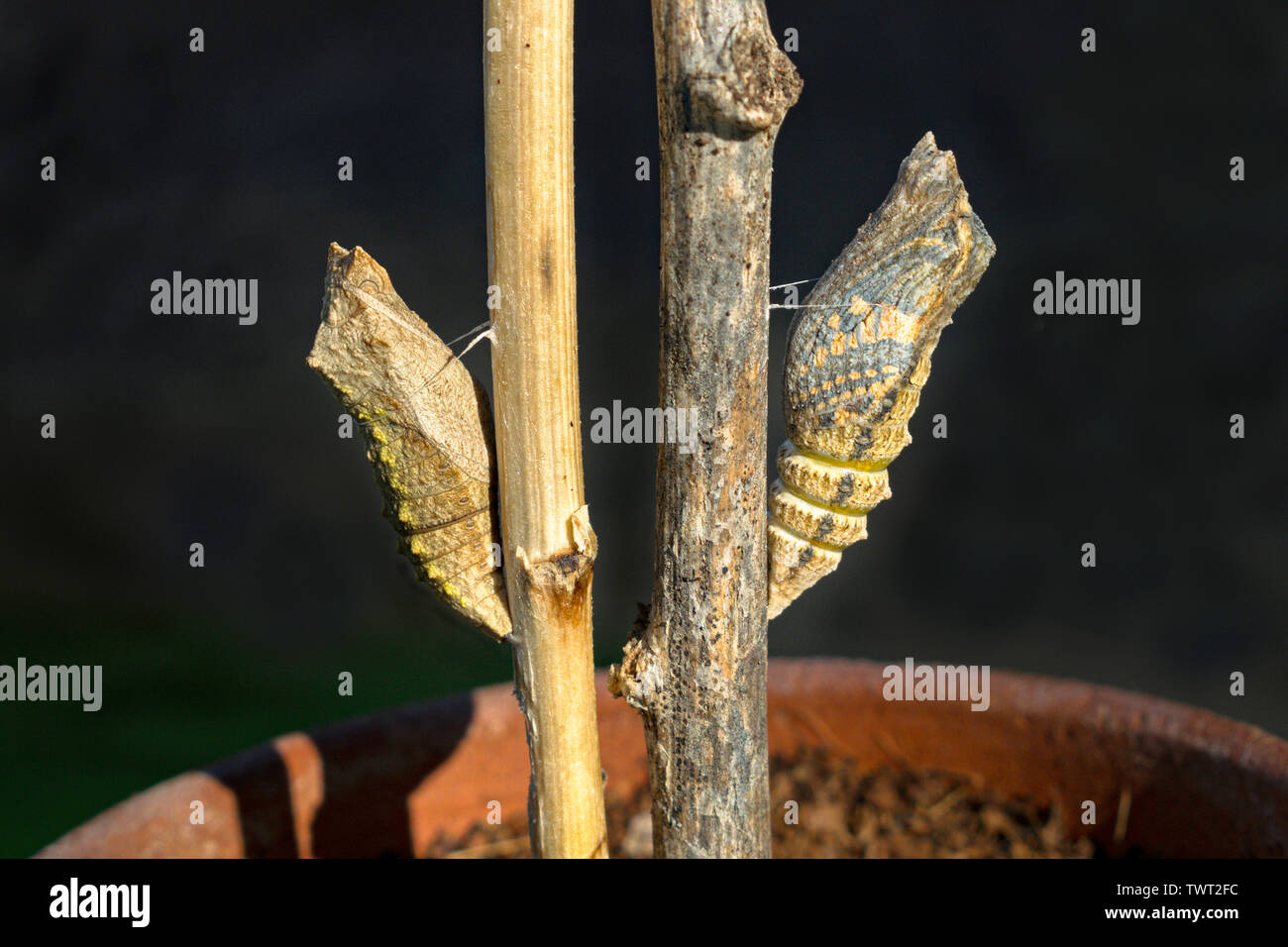 two swallowtail pupae on a black background where the one on the right is about to crawl out as a butterfly Stock Photo
