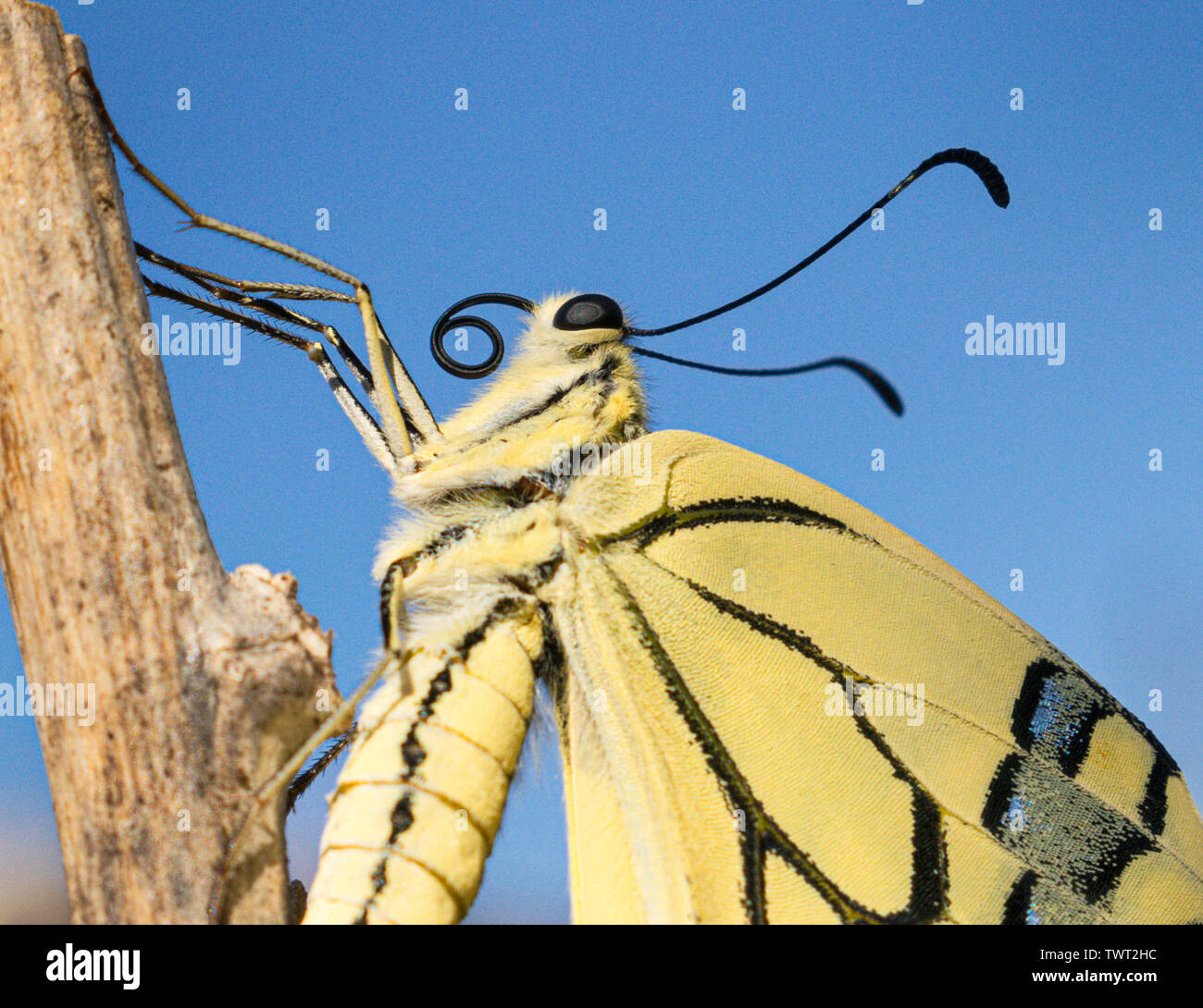 low angle closeup profile portrait of a newly emerged swallowtail butterfly clinging to a stick on a background of clear blue sky Stock Photo