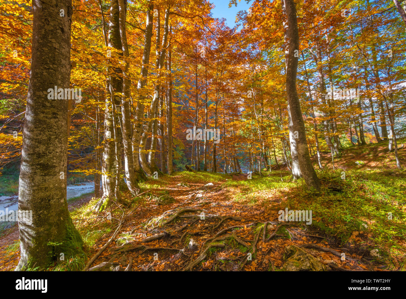Idyllic hiking trail in the autumn forest near the Soca river in Slovenia. Season change in the woods, spectacular foliage colours. Colorful trees. Stock Photo