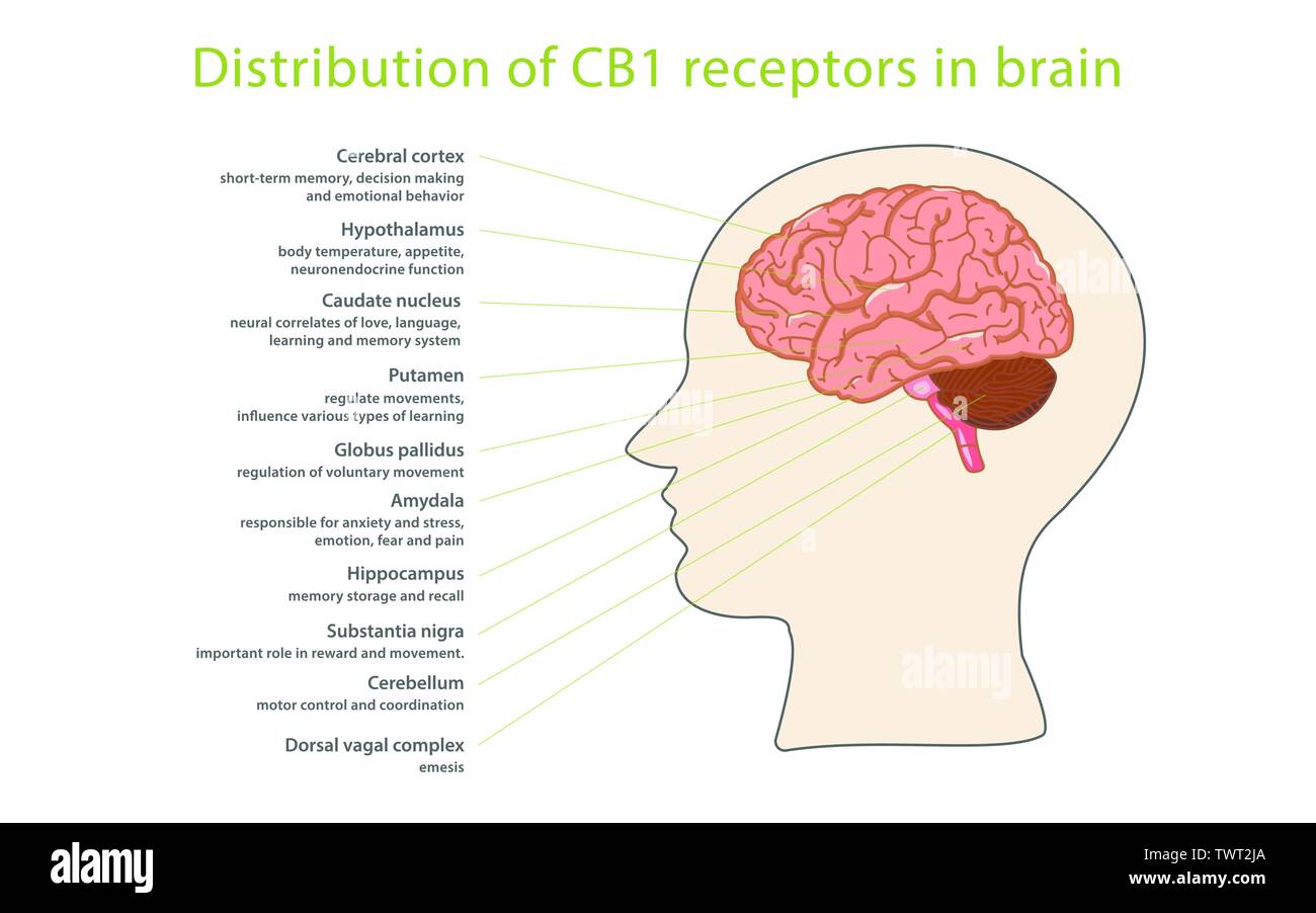 Distribution of CB1 Receptors in Brain horizontal infographic illustration about cannabis as herbal alternative medicine, healthcare and medical scien Stock Vector