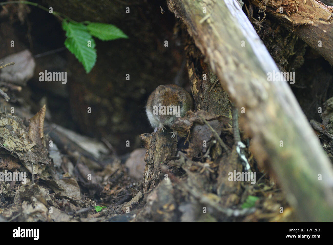 Field mouse burrow hires stock photography and images Alamy