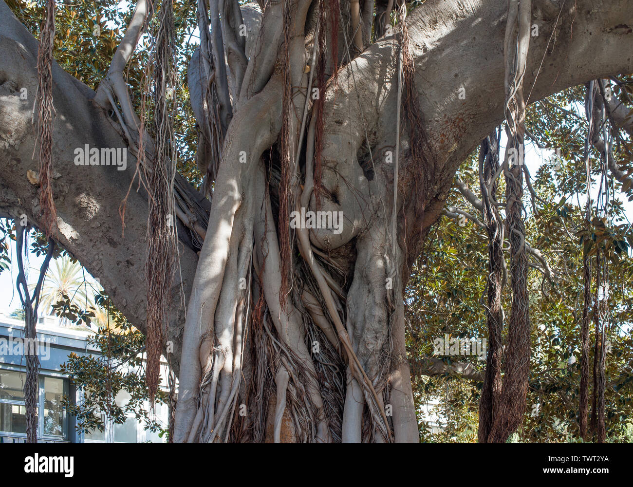 The trunk of a Ficus Bengali with hanging aerial roots. Selective focus. Stock Photo