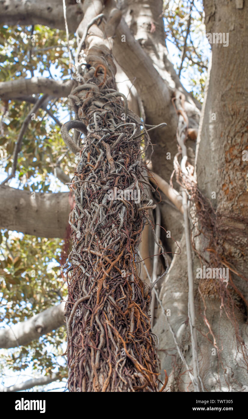 A twisted braid of aerial roots of a large Ficus tree. Selective focus. Stock Photo