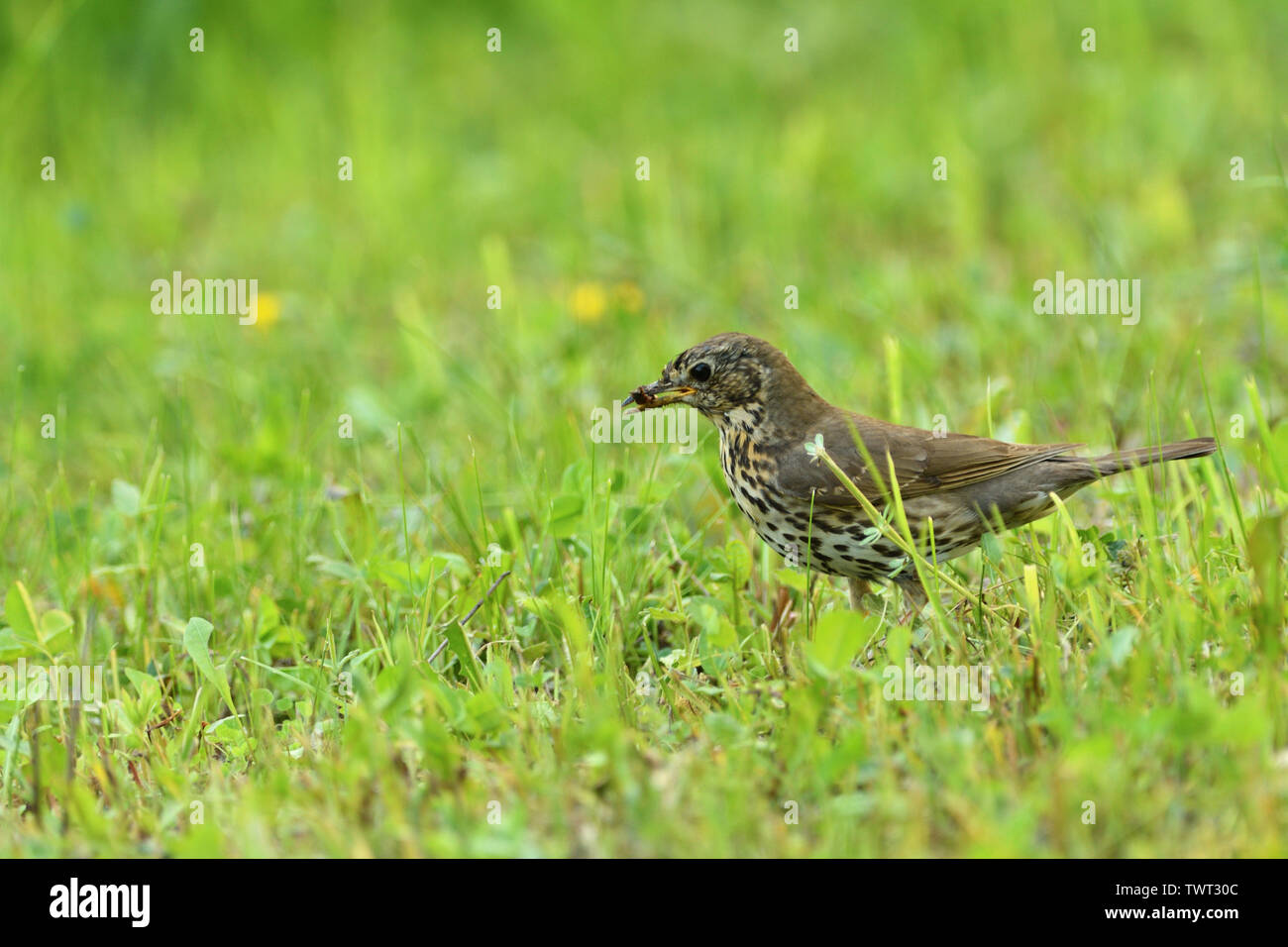Blackbird sitting in the grass hunting for insect Stock Photo Alamy