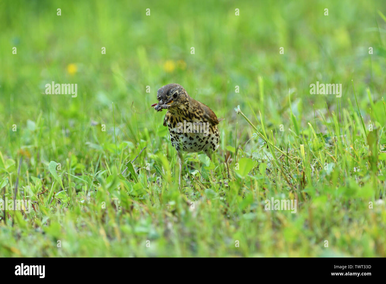 Blackbird sitting in the grass hunting for insect Stock Photo Alamy