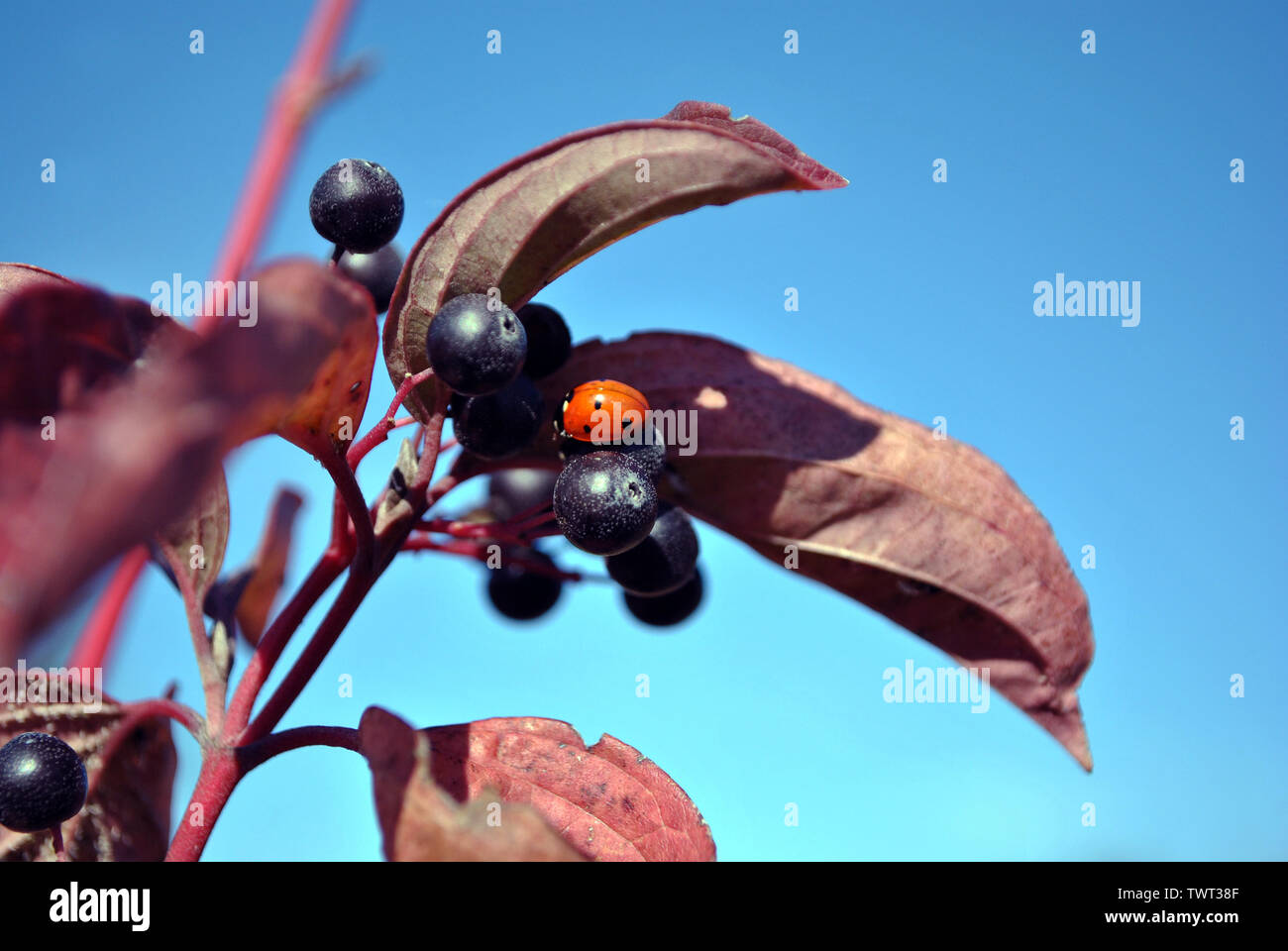 Frangula alnus (alder buckthorn, glossy buckthorn, breaking buckthorn) branch with black berries and small red ladybug on it, red leaves on the blue s Stock Photo