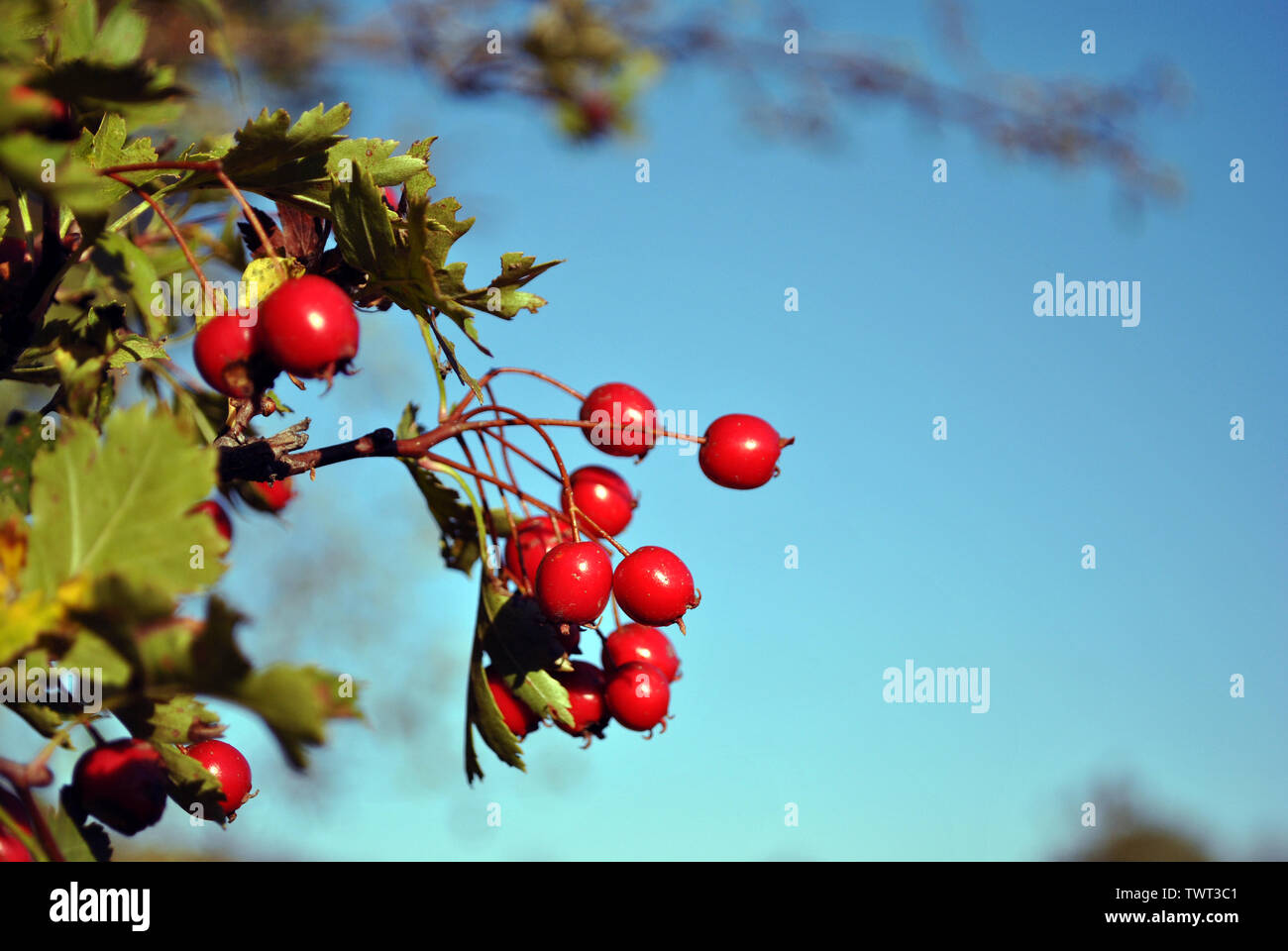 Crataegus (hawthorn, quickthorn, thornapple, May tree, whitethorn ...