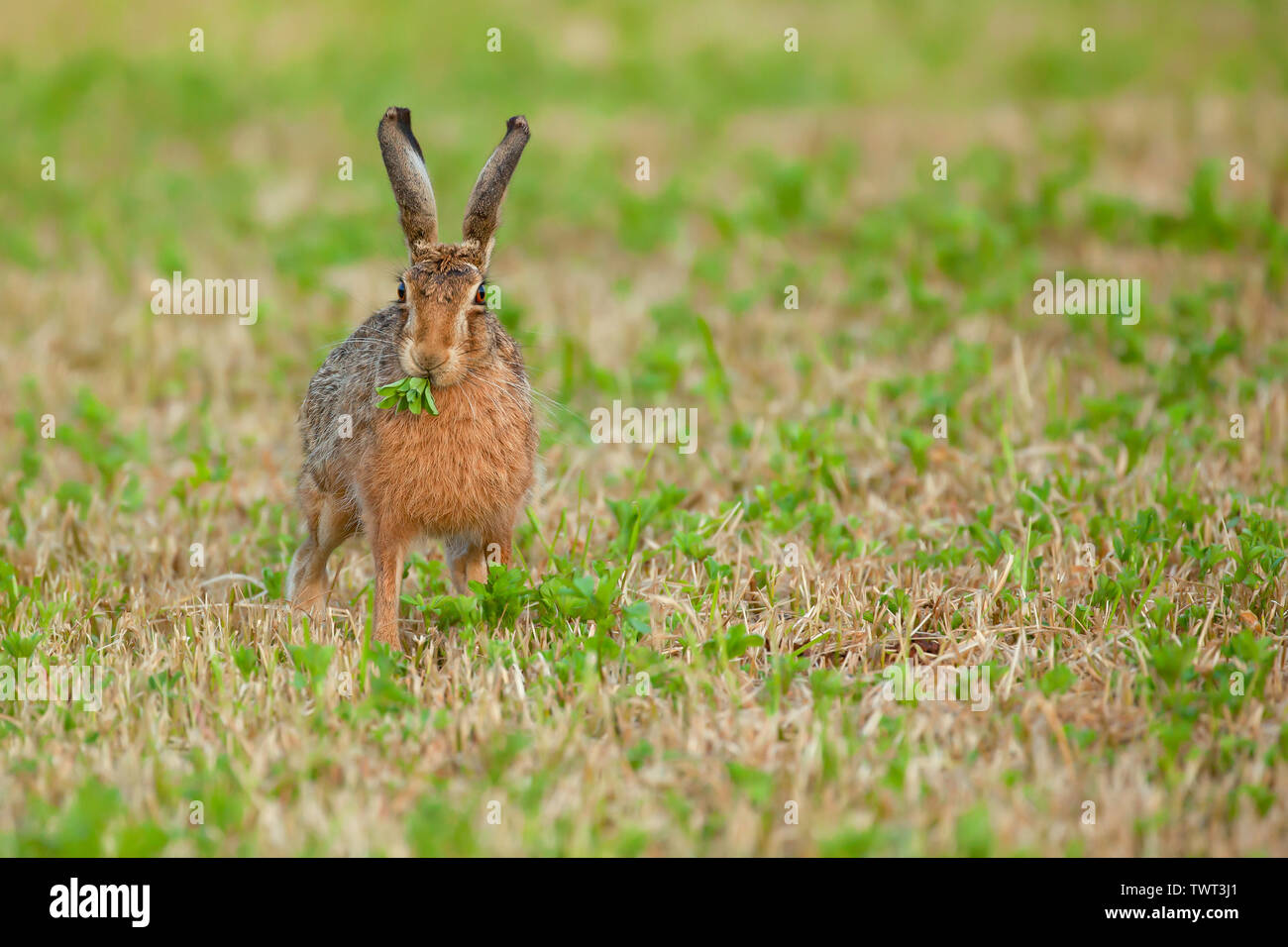 Animal High Resolution Stock Photography and Images Alamy
