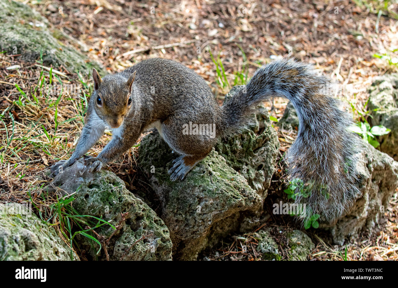Italy Piedmont Turin Valentino park - gray squirrel - Sciurus carolinensis - Stock Photo