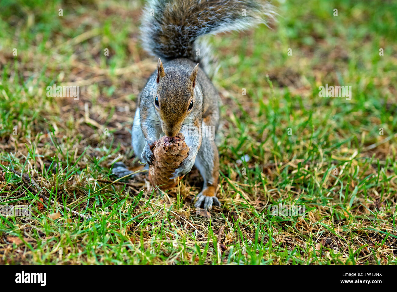 Italy Piedmont Turin Valentino park - gray squirrel - Sciurus carolinensis - Stock Photo