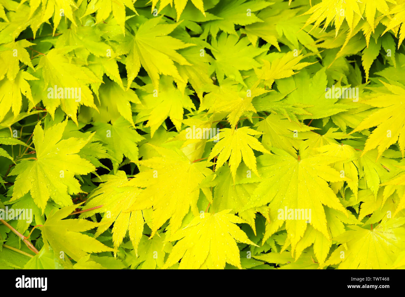 Close up detail of fresh lime green leaves on my Japanese Maple tree