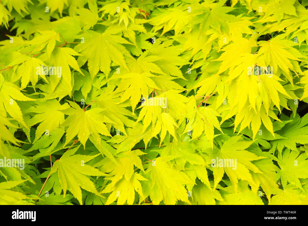 Close up detail of fresh lime green leaves on my Japanese Maple tree