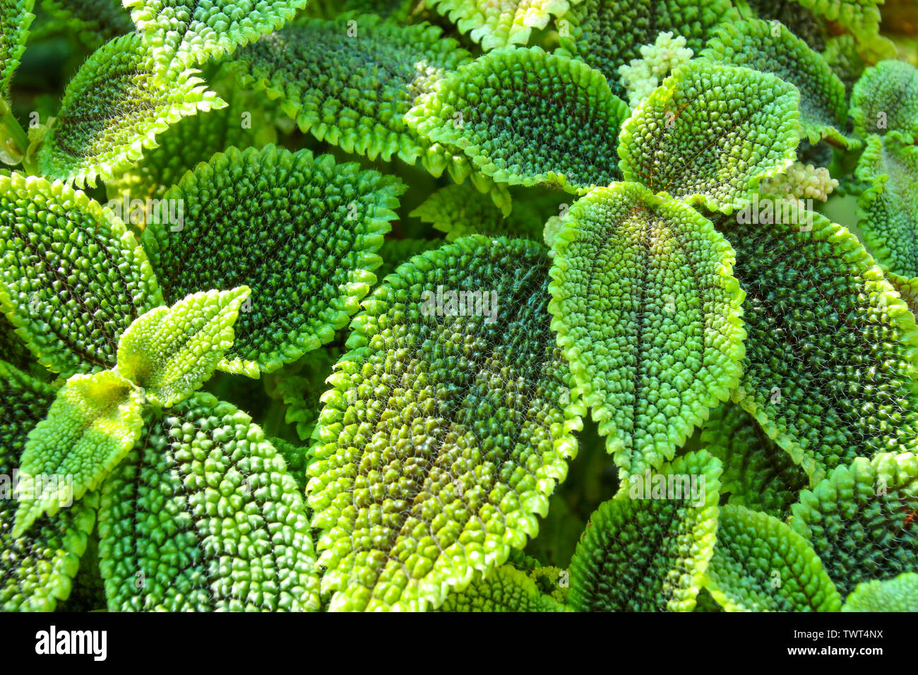 Close up of Begonia leaves Stock Photo