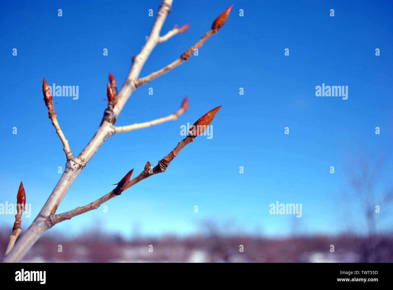 Poplar tree buds High Resolution Stock Photography and Images Alamy