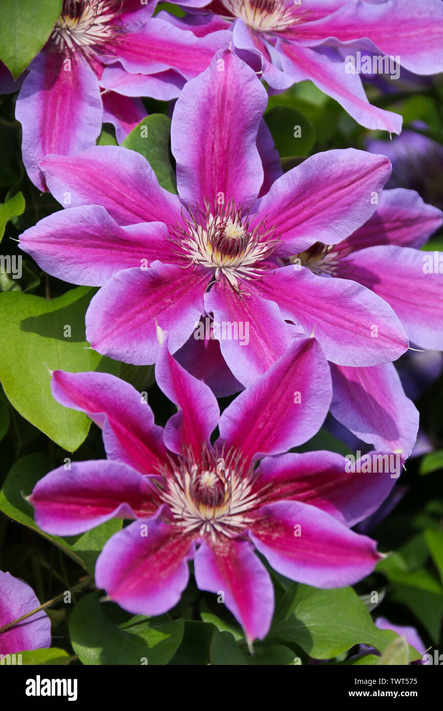 Close up of a large flowering clematis (fireworks) with pink and purple flowers.  Taken in Wales UK Stock Photo