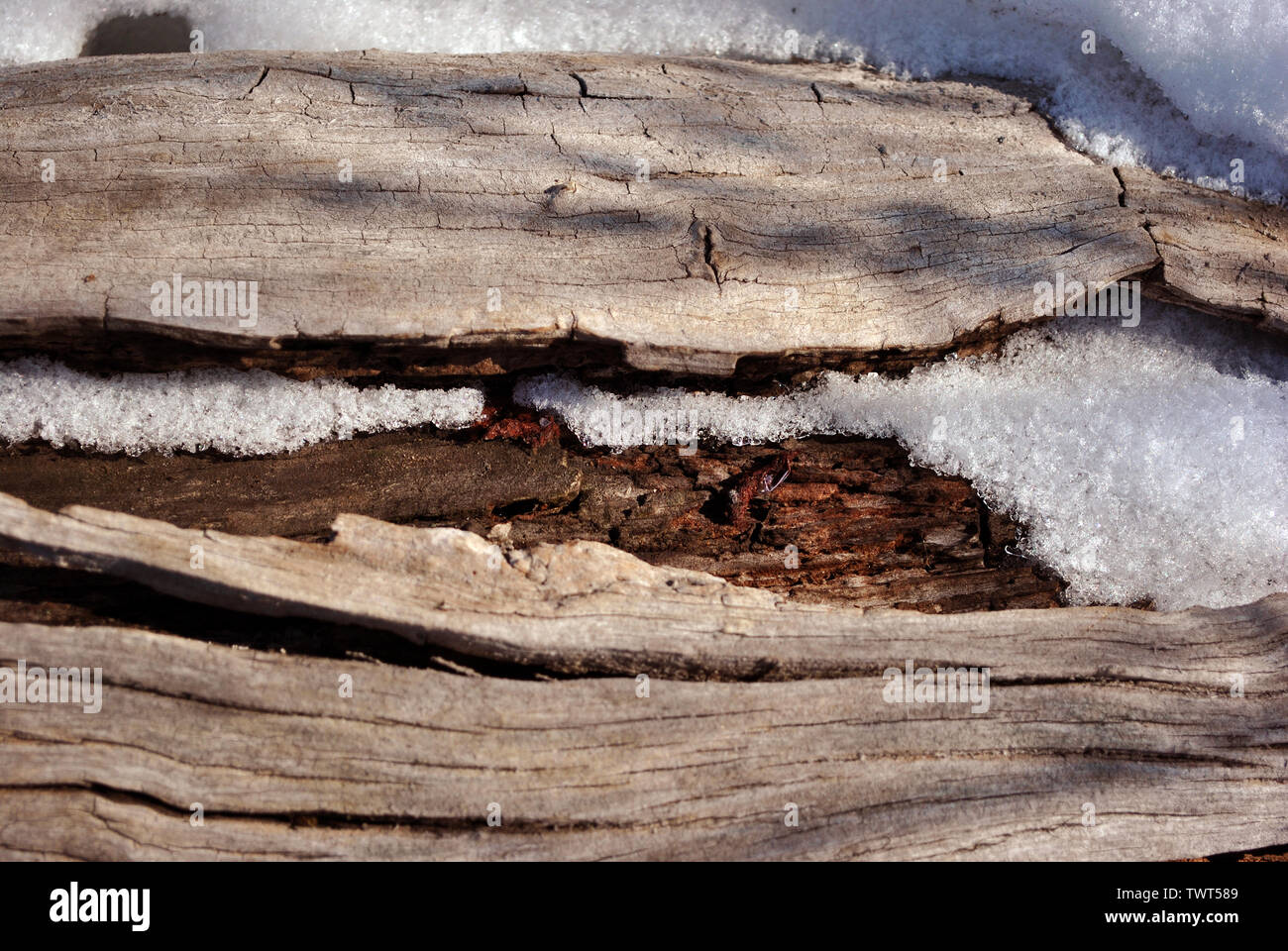 Old weathered tree trunk with melting bright white snow, top view ...