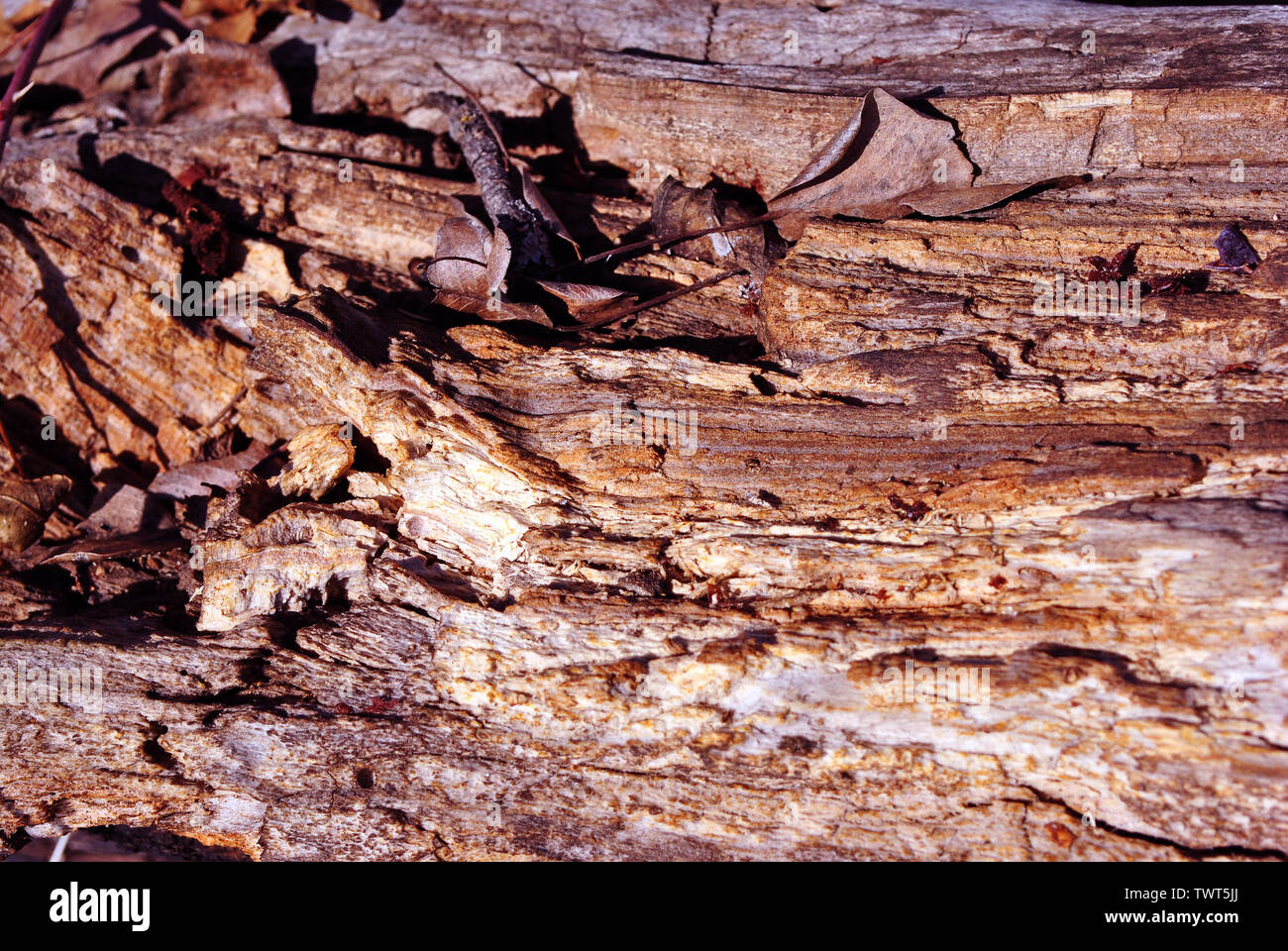 Old weathered tree trunk with dry leaf, top view natural organic ...