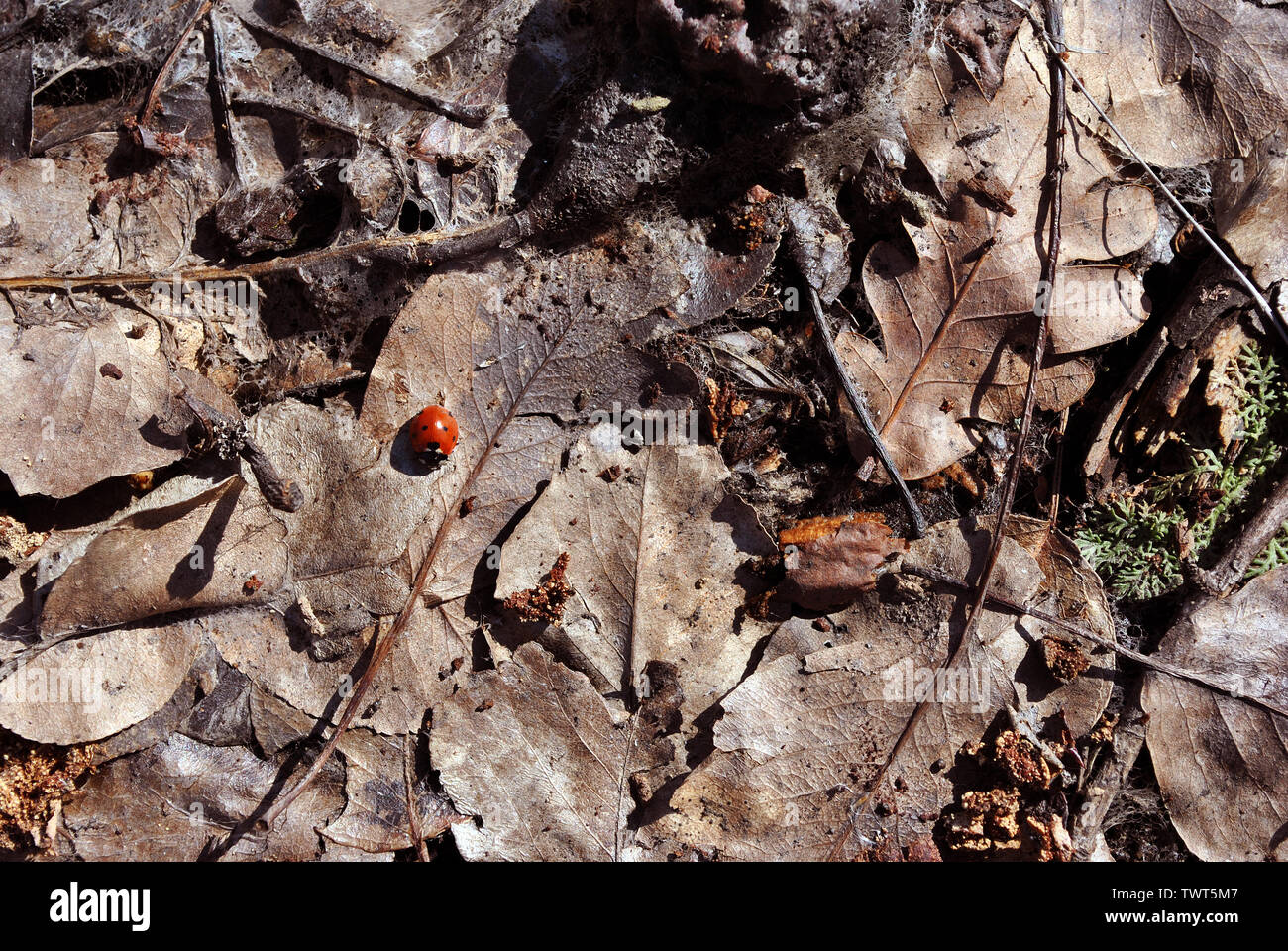 Lady bug sitting on dry brown leaves, close up detail top view Stock Photo