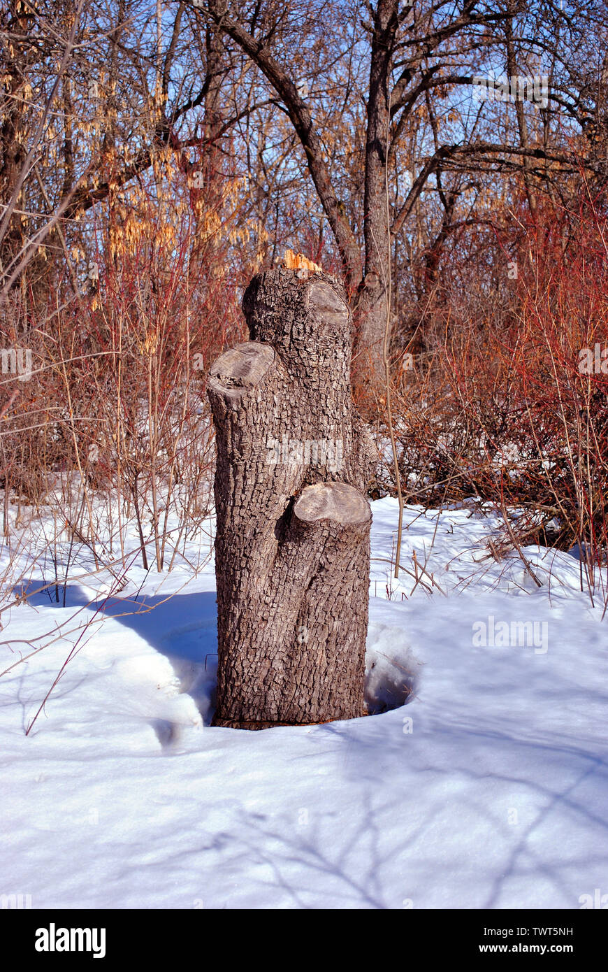 Capping Tree Stump Tree stump snow cap hi-res stock photography and images - Alamy